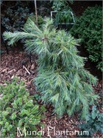 Ниагара Фоллс (Pinus strobus Niagara Falls) 3613