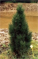 Обелиск (Pinus nigra Obelisk) 3629