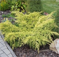 Олд Голд (Juniperus pfitzeriana Old Gold) 3633