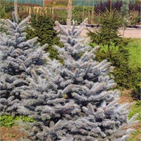Олденбург (Picea pungens Oldenburg) 3636