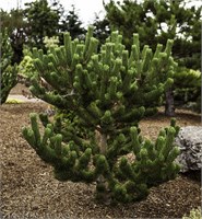 Орегон Грин (Pinus nigra Oregon Green) 3641