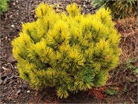 Офир (Pinus mugo Ophir) 3642