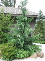 Пендула (Chamaecyparis nootkatensis Pendula) 3656