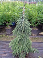 Пендула (Picea omorika Pendula) 3658