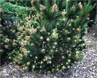 Петерле (Pinus mugo Peterle) 3663