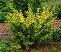 Плюмоза Ауреа (Juniperus chinensis Plumosa Aurea) 3701