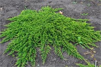 Принц Уэльский (Juniperus horizontalis Prince of Wales) 3713