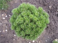 Пумилио (Pinus mugo pumilio) 3719