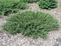 Репанда (Juniperus communis Repanda) 3751