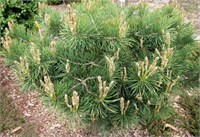 Репенс (Pinus sylvestris Repens) 3753