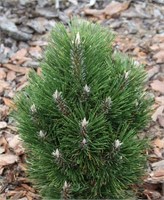 Ричард (Pinus nigra Richard) 3754
