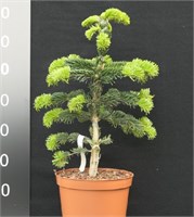 Робуста (Abies nordmanniana Robusta) 3755