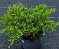 Рокери Джем (Juniperus sabina Rockery Gem) 3764