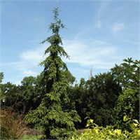 Ротенхаус (Picea abies Rothenhaus) 3766
