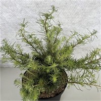 Саммер Фог (Larix decidua Summer Fog) 3787