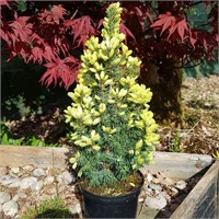 Сан оф зе Скай (Picea glauca Sun on the Sky) 3788