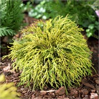 Санголд (Chamaecyparis pisifera Sungold) 3792