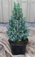 Сандерз Блю (Picea glauca Sander's Blue) 3799