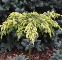 Санфлауэр (Juniperus conferta Sunflower) 3805