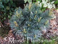Секрест (Pinus strobus Secrest) 3808