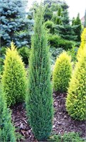 Сентинел (Juniperus communis Sentinel) 3811