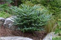Сильберлоке (Abies koreana Silberlocke) 3814
