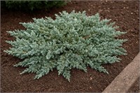 Сильвер Карпет (Juniperus communis Silver Carpet) 3819