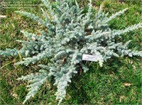 Сильвер Мист (Juniperus conferta Silver Mist) 3820