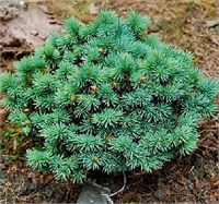Соня (Picea pungens Sonia) 3836