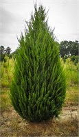 Спартан (Juniperus chinensis Spartan) 3839