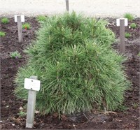 Спилберг (Pinus nigra Spielberg) 3842