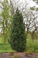 Стоу Пиллар (Pinus strobus Stowe Pillar) 3847