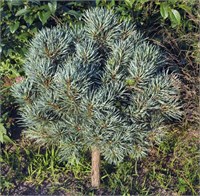 Стразник (Pinus sylvestris Straznik) 3849