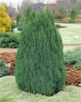 Стрикта (Juniperus chinensis Stricta) 3855