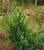 Стрикта Вариегата (Juniperus chinensis Stricta Variegata) 3856