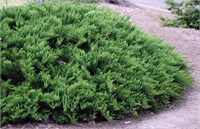 Тамарисцифолия (Juniperus sabina Tamariscifolia) 3870