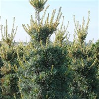 Темпельхоф (Pinus parviflora Tempelhof) 3884