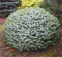 Тенас (Picea sitchensis Tenas) 3889