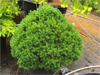 Томпа (Picea abies Tompa) 3893