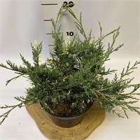 Уайт Сплэш (Juniperus pfitzeriana White Splash) 3908