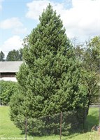 Унцината (Pinus mugo uncinata) 3911