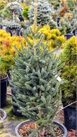 Фастигата (Abies pinsapo Fastigiata) 3926