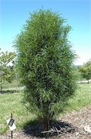 Фастигата (Рон Уильямс) (Frangula alnus Fastigiata (Ron Williams)) 3927