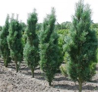 Фастигиата (Pinus nigra Fastigiata) 3930