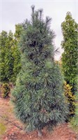 Фастигиата (Pinus strobus Fastigiata) 3933
