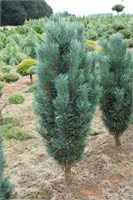 Фастигиата (Pinus sylvestris Fastigiata) 3934