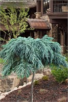 Филинг Блю (Cedrus deodara Feelin' Blue) 3940