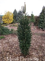 Филипс Перфект Колумн (Abies nordmanniana Filips Perfect Column) 3944