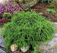 Филифера Нана (Chamaecyparis pisifera Filifera Nana) 3948