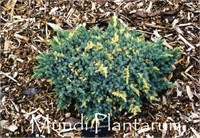 Флориант (Juniperus squamata Floreant) 3962